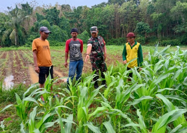 TNI Hadir untuk Petani Dampingi Pemupukan Jagung di Desa Suwari