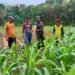 TNI Hadir untuk Petani Dampingi Pemupukan Jagung di Desa Suwari