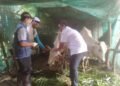 Perangi Virus PMK, Pemdes Baron Gandeng UPT Peternakan Dukun Vaksin Ratusan Hewan Ternak