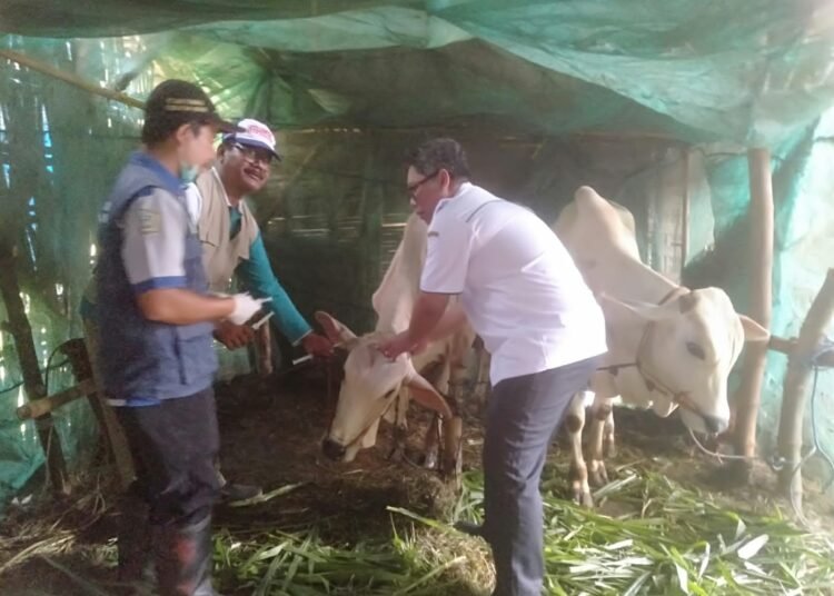Perangi Virus PMK, Pemdes Baron Gandeng UPT Peternakan Dukun Vaksin Ratusan Hewan Ternak
