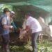 Perangi Virus PMK, Pemdes Baron Gandeng UPT Peternakan Dukun Vaksin Ratusan Hewan Ternak