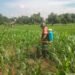 Babinsa pun Turut Dampingi Penyemprotan Lahan Jagung Petani di Desa Tebuwung