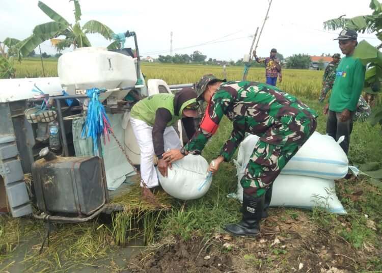 Babinsa Balongpanggang Penuh Semangat Bantu Optimalisasi Serapan Gabah Petani di Desa Ngasin