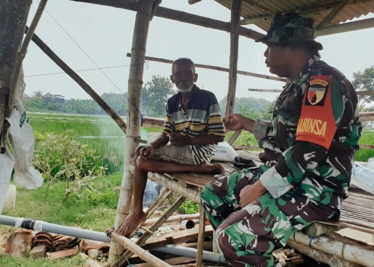 Babinsa Sidayu Dampingi Petani di Desa Lasem Jaga Tanaman dari Hama Burung