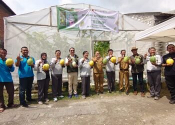 Berkat Dukungan Penuh PT Smelting, Warga Desa Sukomulyo Manyar Sukses Panen Melon Kualitas Impor