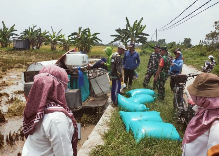 Babinsa Gredek Laksanakan Pendampingan Panen Padi untuk Dukung Kesejahteraan Petani