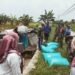 Babinsa Gredek Laksanakan Pendampingan Panen Padi untuk Dukung Kesejahteraan Petani