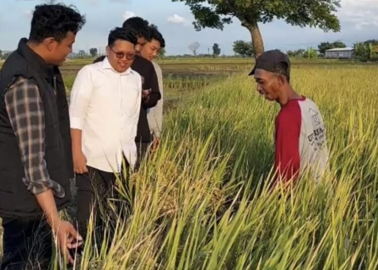 Sayang Petani, Pemuda Desa Gredek Pastikan Harga Jual Gabah Rp 6.500 per Kilogram