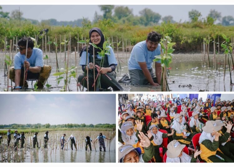 Jooss !! Freeport Indonesia Tanam 50 Ribu Mangrove Tingkatkan Kesejahteraan Masyarakat Gresik Pesisir