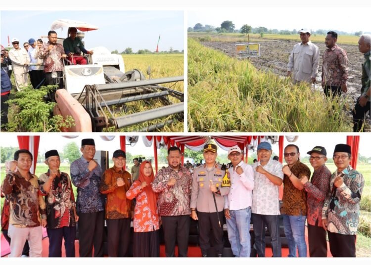 Mentan RI Amran dan Wakil Menteri Perdagangan Dyah Roro Esti Apresiasi Panen Raya Padi di Gresik