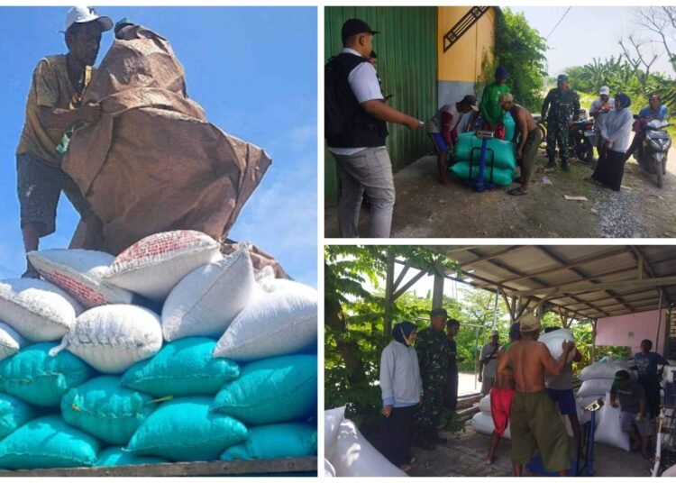 Didampingi Babinsa Dukun, Penyerapan Gabah Petani Desa Padang Bandung Berlangsung Lancar Penuh Berkah