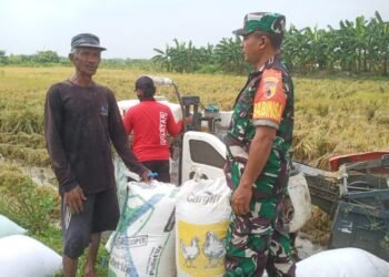 Dukung Ketahanan Pangan Nasional, Babinsa Kawal Hasil Panen Petani Benjeng ke Bulog