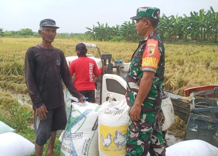 Dukung Ketahanan Pangan Nasional, Babinsa Kawal Hasil Panen Petani Benjeng ke Bulog