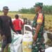 Dukung Ketahanan Pangan Nasional, Babinsa Kawal Hasil Panen Petani Benjeng ke Bulog