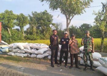 Babinsa Bungah Dampingi Penyerapan 9,4 Ton Gabah Kering Panen di Desa Sidokumpul
