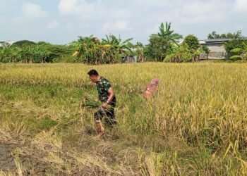 Sukseskan Program Ketahanan Pangan, Babinsa Cerme Dampingi Petani Panen Padi di Desa Cerme Kidul