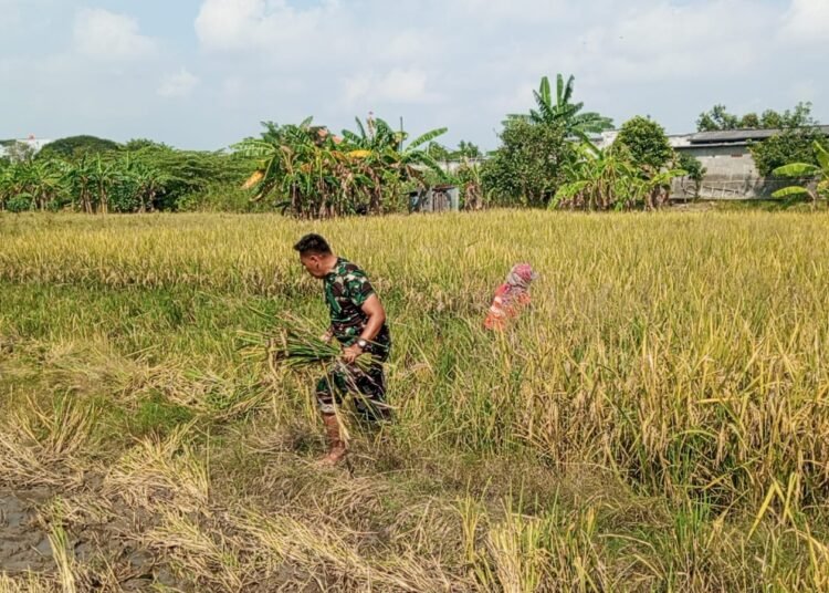 Sukseskan Program Ketahanan Pangan, Babinsa Cerme Dampingi Petani Panen Padi di Desa Cerme Kidul