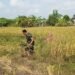 Sukseskan Program Ketahanan Pangan, Babinsa Cerme Dampingi Petani Panen Padi di Desa Cerme Kidul