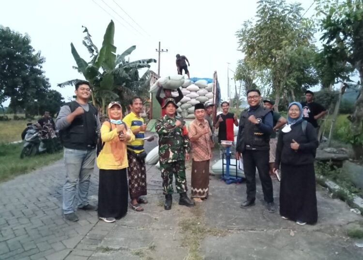 Satgas Swasembada Pangan Bersama Babinsa Bungah Dampingi Serapan Gabah Petani di Desa Sidokumpul