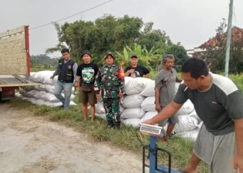 Babinsa Koramil 0817-15/Bungah Dampingi Penyerapan Gabah Petani di Dusun Grogol Desa Masangan