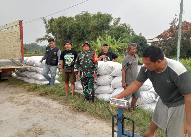 Babinsa Koramil 0817-15/Bungah Dampingi Penyerapan Gabah Petani di Dusun Grogol Desa Masangan