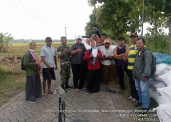 Panen Padi Desa Raciwetan Melimpah, Babinsa Bungah Siap Kawal hingga ke Bulog