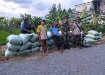 Komitmen Dukung Swasembada Pangan, Babinsa Bungah Dampingi Panen Padi Petani di Desa Sidokumpul