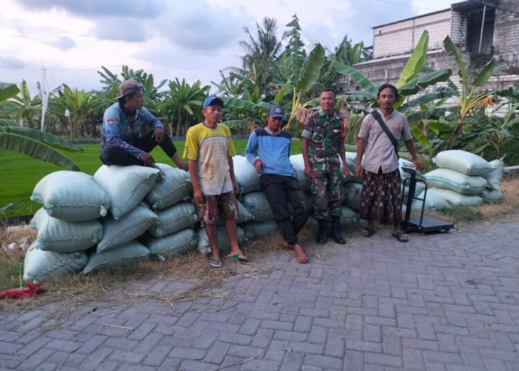 Komitmen Dukung Swasembada Pangan, Babinsa Bungah Dampingi Panen Padi Petani di Desa Sidokumpul