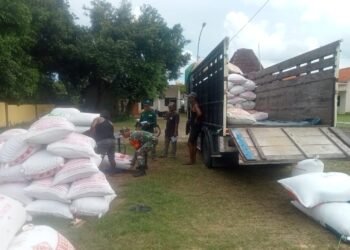Satgas Swasembada Pangan Bersama Babinsa Ujungpangkah Dampingi Penyerapan Gabah Petani