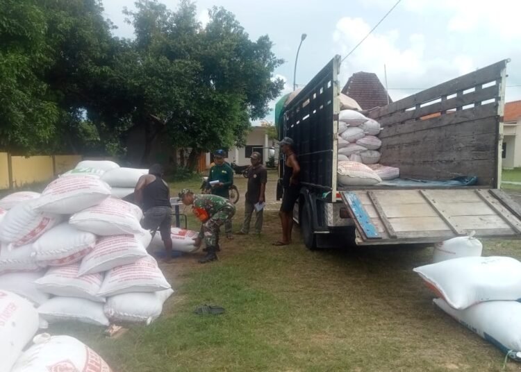 Satgas Swasembada Pangan Bersama Babinsa Ujungpangkah Dampingi Penyerapan Gabah Petani