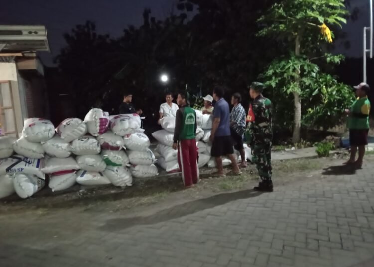 Babinsa Driyorejo Dampingi Penyerapan Gabah Petani Desa Gadung hingga Dini Hari