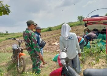 Babinsa Driyorejo Turun ke Sawah Dampingi Penyerapan Gabah Petani di Desa Banjaran