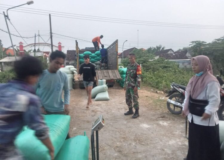 Sertu Prayogo Babinsa Bungah Tak Kenal Lelah Dampingi Serapan Gabah Petani di Desa Sidokumpul