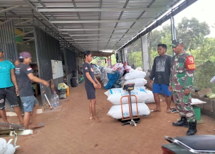 Beginilah Peran Aktif Babinsa Ujungpangkah dalam Penyerapan Gabah Petani di Desa Kebonagung