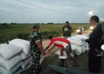Babinsa Koramil 0817/15 Bungah Kembali Dampingi Penyerapan Gabah Petani di Desa Raciwetan