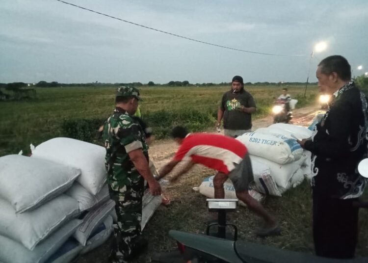 Babinsa Koramil 0817/15 Bungah Kembali Dampingi Penyerapan Gabah Petani di Desa Raciwetan