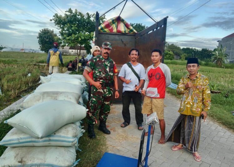 Berkat Pendampingan Babinsa Bungah, Serapan Gabah Petani di Desa Sidokumpul Berjalan Lancar Jaya
