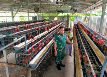Babinsa Manyar Dampingi Peternak Ayam Petelur Desa Banjarsari Demi Wujudkan Ketahanan Pangan