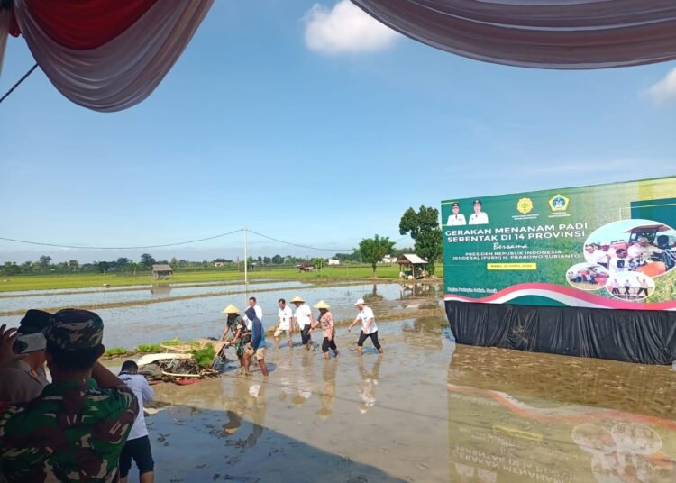 Penanaman Padi Serentak 14 Provinsi Bersama Presiden Prabowo di Desa Mentaras Dukun Gresik