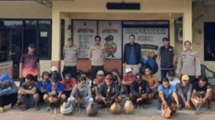 Kapolsek Ujungpangkah Pimpin Langsung Penggrebekan Judi Sabung Ayam: Amankan 17 Orang, 7 Ayam Aduan, 21 Ranmor, dan 14 Handphone