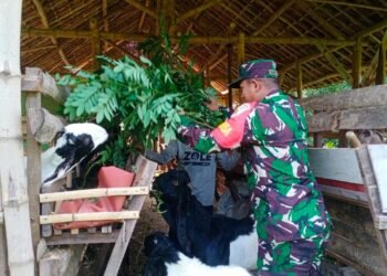 Jelang Idul Kurban, Babinsa Koramil 0817/04 Menganti Dampingi Peternak Kambing di Desa Beton
