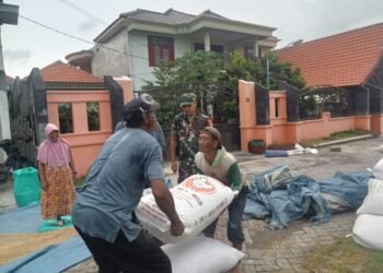 Babinsa Desa Suci Dampingi Kegiatan Penyerapan Gabah Petani Dukung Ketahanan Pangan