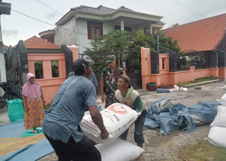 Babinsa Desa Suci Dampingi Kegiatan Penyerapan Gabah Petani Dukung Ketahanan Pangan