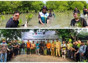 Cintai Bumi !! Nurul Hayat Bersama BPBD Gresik dan Komunitas Kompak Adventure Tanam Pohon Mangrove di Kalimireng