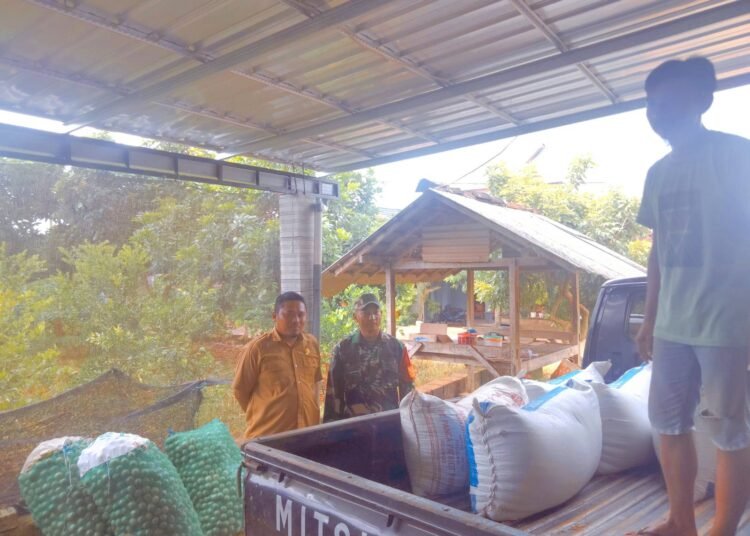 Babinsa Bersama Kades Kebonagung Tak Kenal Lelah Dampingi Serapan Gabah Petani