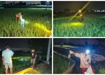 Unik !! Hanya di Desa Gredek Gresik Berburu Tikus Dapat Hadiah Uang Tunai