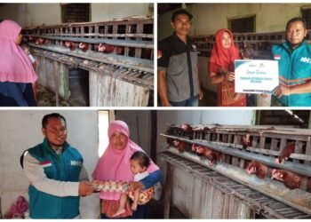 Berkat Bantuan Ayam Petelur dari Nurul Hayat, Janda Tiga Anak di Dalegan Panceng Kini Bisa Mencukupi Kebutuhan Keluarga dan Biaya Sekolah