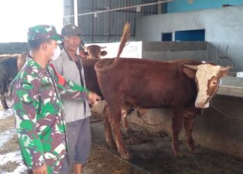 Jelang Idul Kurban, Babinsa Duduksampeyan Gelar Komsos Bersama Peternak Sapi di Desa Sumari