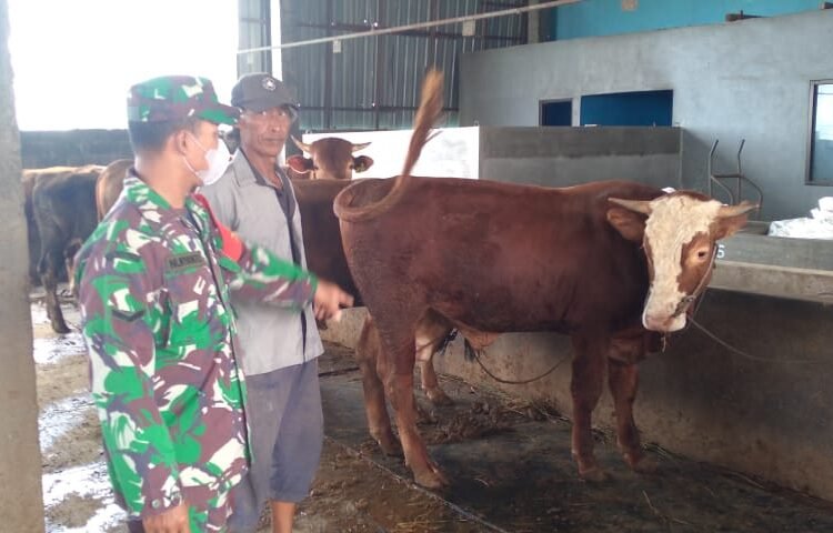 Jelang Idul Kurban, Babinsa Duduksampeyan Gelar Komsos Bersama Peternak Sapi di Desa Sumari