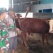 Jelang Idul Kurban, Babinsa Duduksampeyan Gelar Komsos Bersama Peternak Sapi di Desa Sumari